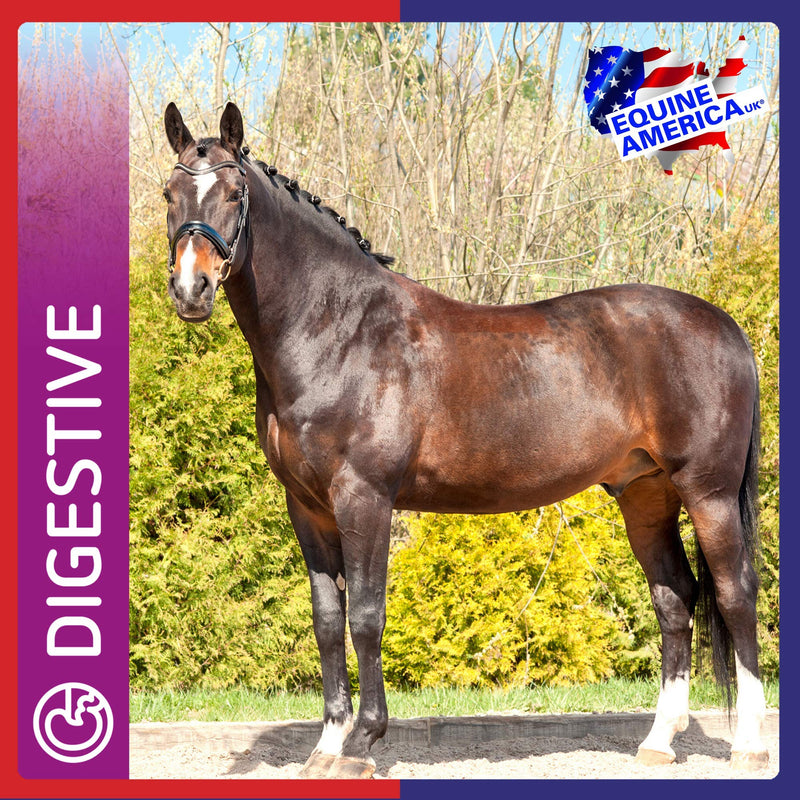 Equine America Pro Gut Balancer | Premium Ready To Use Horse & Pony Supplement | Support For Digestive Function & Performance | 900g