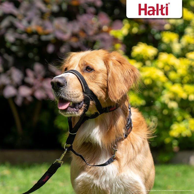 HALTI Headcollar Size 4, Black & HALTI Training Leash Size Large, Black Combination Pack - Stop Your Dog Pulling on the Leash. Adjustable, Lightweight with Padded Nose Band. Suitable for Large Dogs Size 4 Head Collar - BeesActive Australia