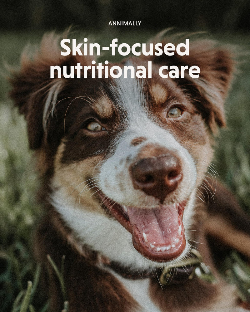 Annimally Skin Care Balm for Dogs 50 g | Skin balm with zinc, cod liver oil, rapeseed oil & calendula, for minor scratches, made in Germany