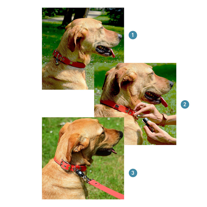 PetTec leash click system | Magnetic closure for dog leash & dog collar for quick putting on and taking off the leash | Magnetic leash dog Anleinfix | Magnet click system fix rustproof black - BeesActive Australia