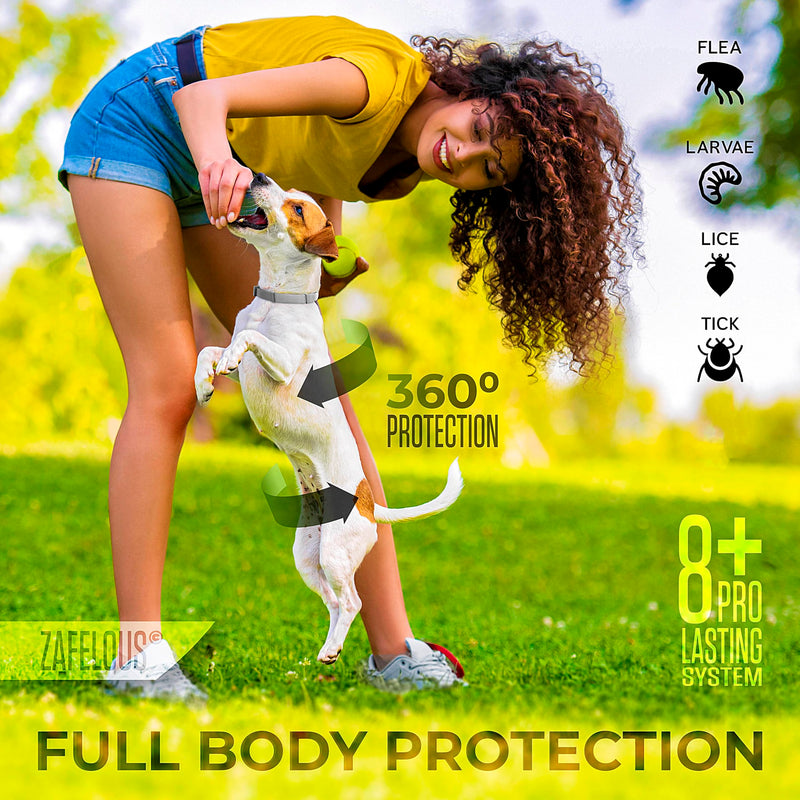 Flea and Tick Prevention for Dogs - Flea Collar - 4 Count - BeesActive Australia