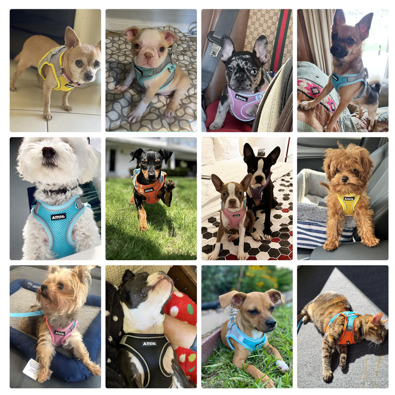 AIITLE Step in Dog Harness and Leash Set - Summer No Pull Escape Proof Vest Harnesses with Soft Mesh and Reflective Bands, Adjustable Pet Outdoor Harnesses for Small and Medium Dogs Blue M M(Chest: 16 - 18") Blue-Grey - BeesActive Australia