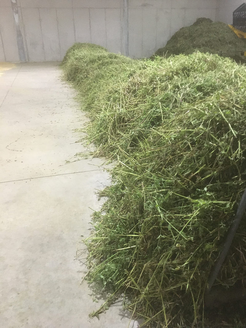Local herb catnip from German cultivation, gently dried and cut - BeesActive Australia