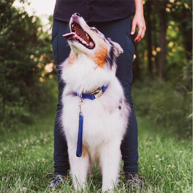 Blue-9 Dog Training Leash, 9 Inch Tab Lead for Obedience, Recall, and Agility Training, Made in The USA, Black - BeesActive Australia