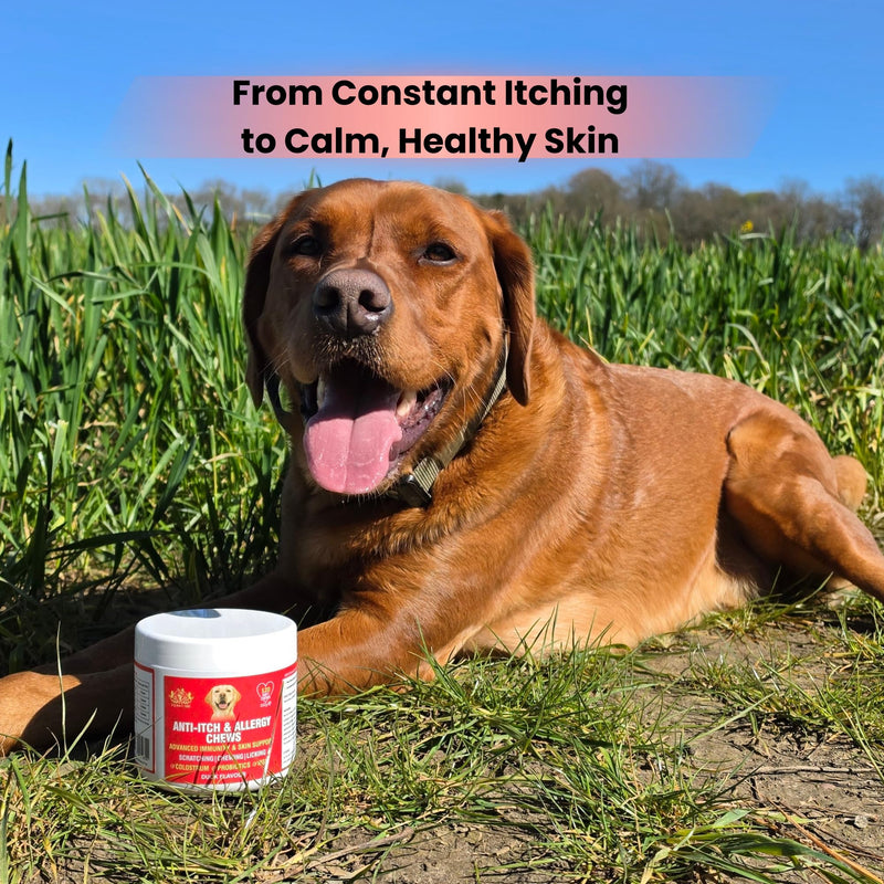 EQ K9 Anti Itch & Allergy Relief for Dogs, Stops Scratching, Paw Licking & Hot Spots, Duck-Flavour Chews, Skin & Coat Relief with Omega 3 & Probiotics, Dog Itchy Skin Relief, Small, Medium, Large Pets