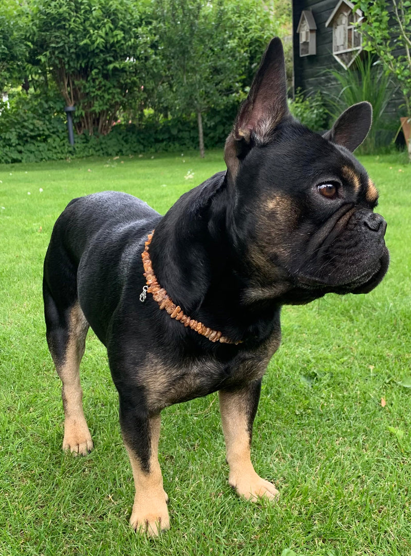 TOPAZ® amber necklace length 30 cm dog against ticks and fleas tick protection dog - BeesActive Australia
