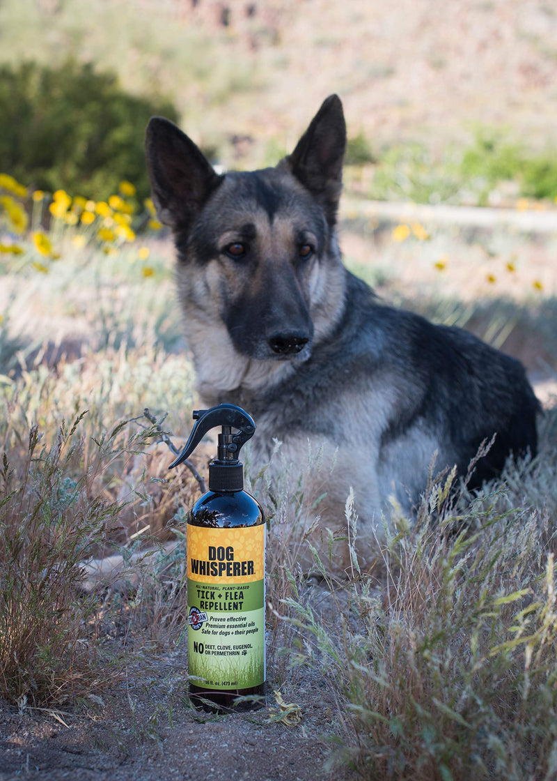 Dog Whisperer Tick + Flea Repellent, All-Natural, Extra Strength, Effective on Dogs and Their People (16 Ounce Spray) 16 oz - BeesActive Australia