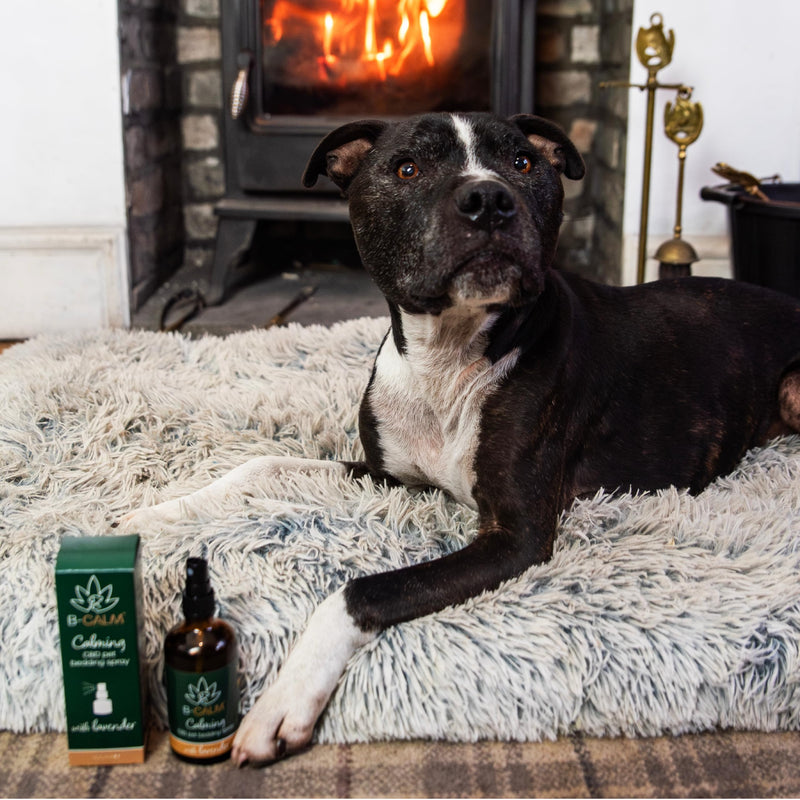 B-Calm CBD Oil Pet Calming Spray for Dogs & Cats - Safe & THC-Free to Naturally Calm Pets (100ml) 100ml