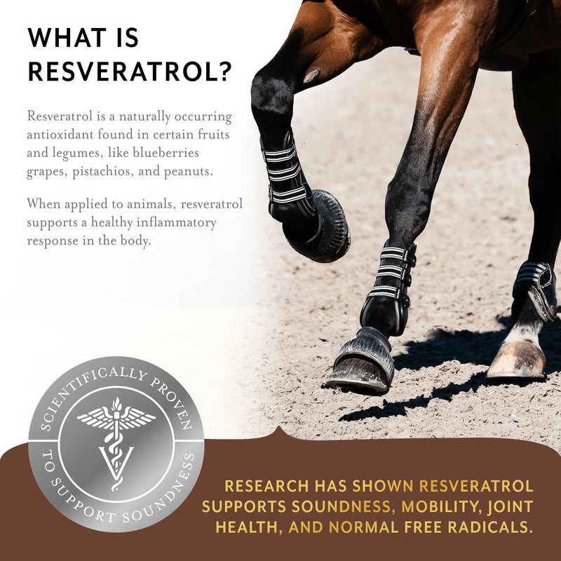 Equithrive Original Joint Supplement Pellets with Resveratrol and Hyaluronic Acid for Horses in Training and Competition and Senior Horses, 1.65 lbs 1.65lbs (30 day supply) - BeesActive Australia