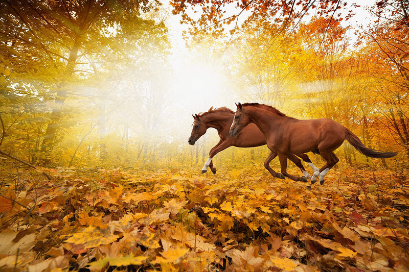 100% Pure Rosehip Powder - 1KG Multivitamin and Mineral Super-food for Maintaining Equine Health and Joint Support