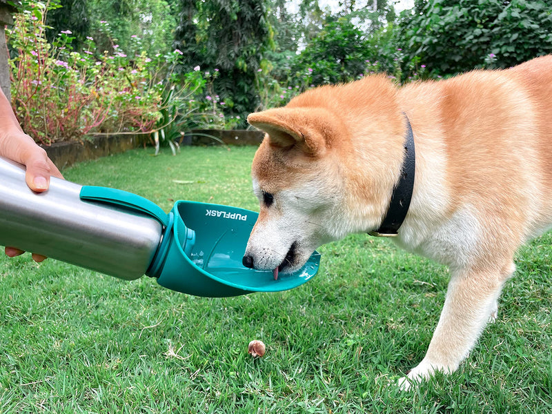 PupFlask Large Dog Water Bottle | 27 or 40 OZ Stainless Steel | Convenient Water Dispenser | Puppy Travel Water Bowl | Portable Pet Leak Proof Bottle Perfect Size For All Dog Breeds 27 Ounce Quetzal Green - BeesActive Australia