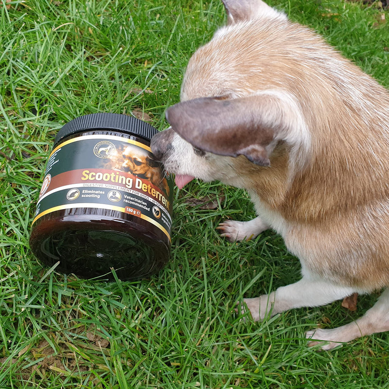 dog scooting treatments - Natural scoot stopper for itching dog - 60 tasty soft chews to stop dog scooting (Chicken flavour) Chicken flavour