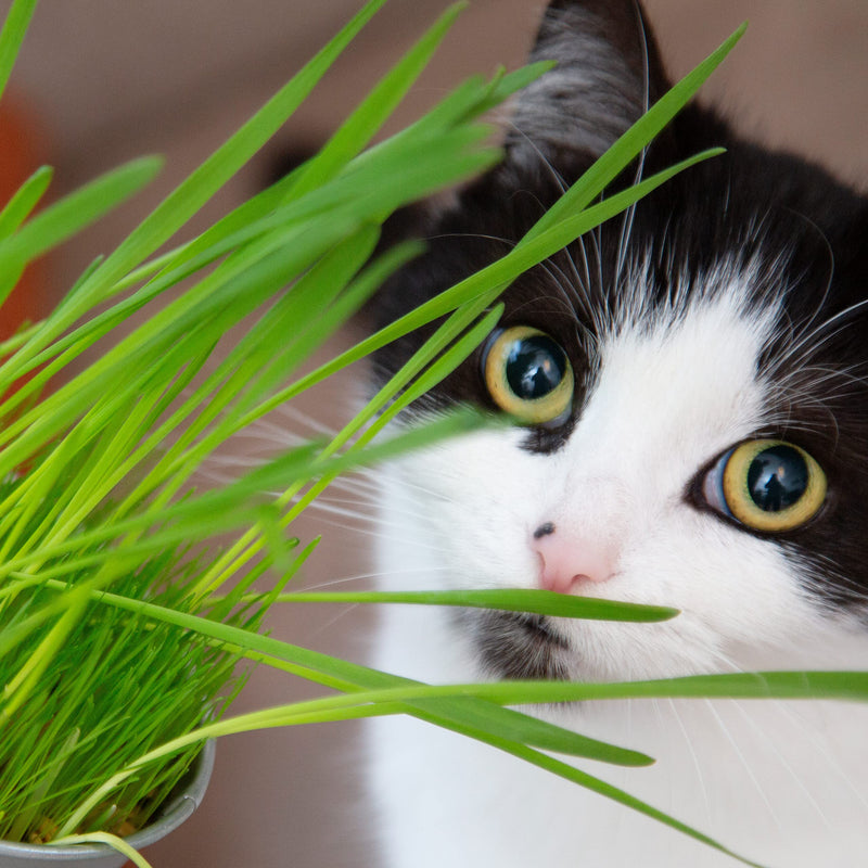 PRETTY KITTY cat grass seeds: 1 bag of 25g cat grass seeds for 10 pots of finished cat grass - natural cat treats - plant seeds - grass seeds - seeds for cat grass - cat grass 25 g (pack of 1) - BeesActive Australia