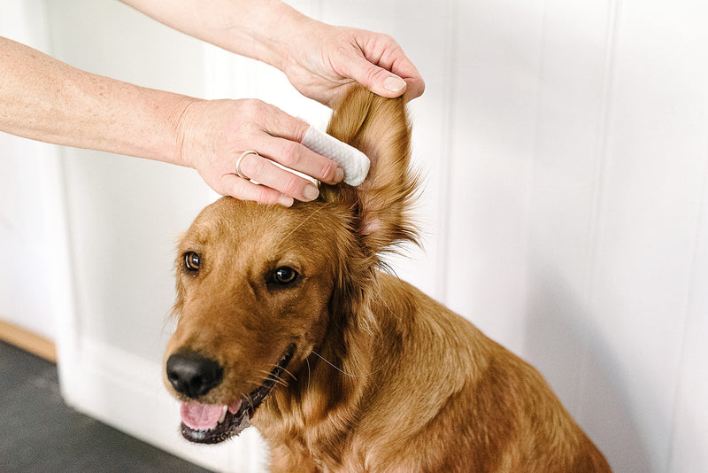 pet wiz Ear Wipes for Dogs & Cats. Clean, Soothe & Deodorise with Natural Active Ingredients Aloe Vera, Witch Hazel, Tea Tree Oil and Blue Chamomile Extract