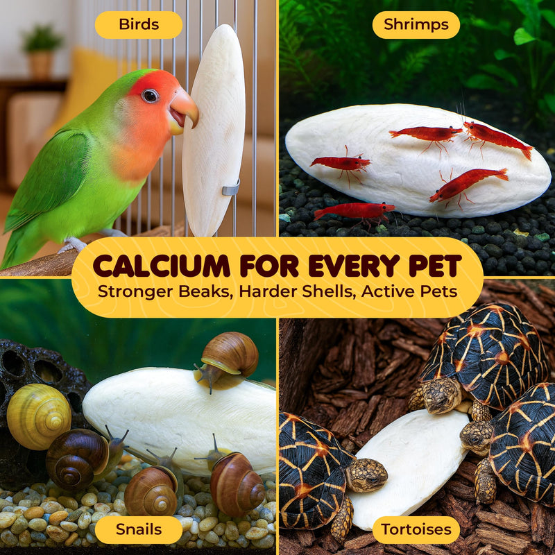 SunGrow 3 Pack Cockatiel Cuttlefish Bone, Calcium Addition to Bird Beak Care, Cage Mount Holder NOT Included, Support Shell Strength, Turtle, Shrimp, Dog, Snail, Aviary Clip, Accessory Reptile Small, 3 Pieces