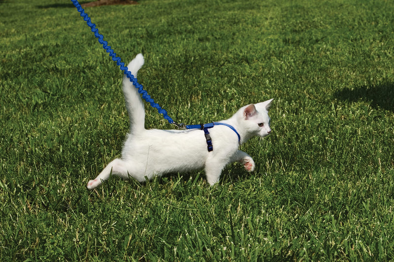 PetSafe Easy Walk Cat Harness, With Elastic Bungee Leash, For Walking Your Cat, Size M, Blue, CWMK-M-RYL-19 - BeesActive Australia