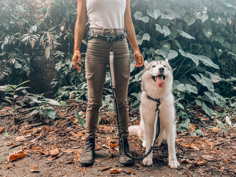 Tuff Pupper Heavy Duty Hands Free Dog Leash | One Large Dog Up to 125 lbs | Comfortable Shock Absorbing Bungee | Reflective Padded Handles | Lumbar Waist Belt 26-38" | Walking Jogging Running Leash One - Large Dog (45-125 pounds) - BeesActive Australia