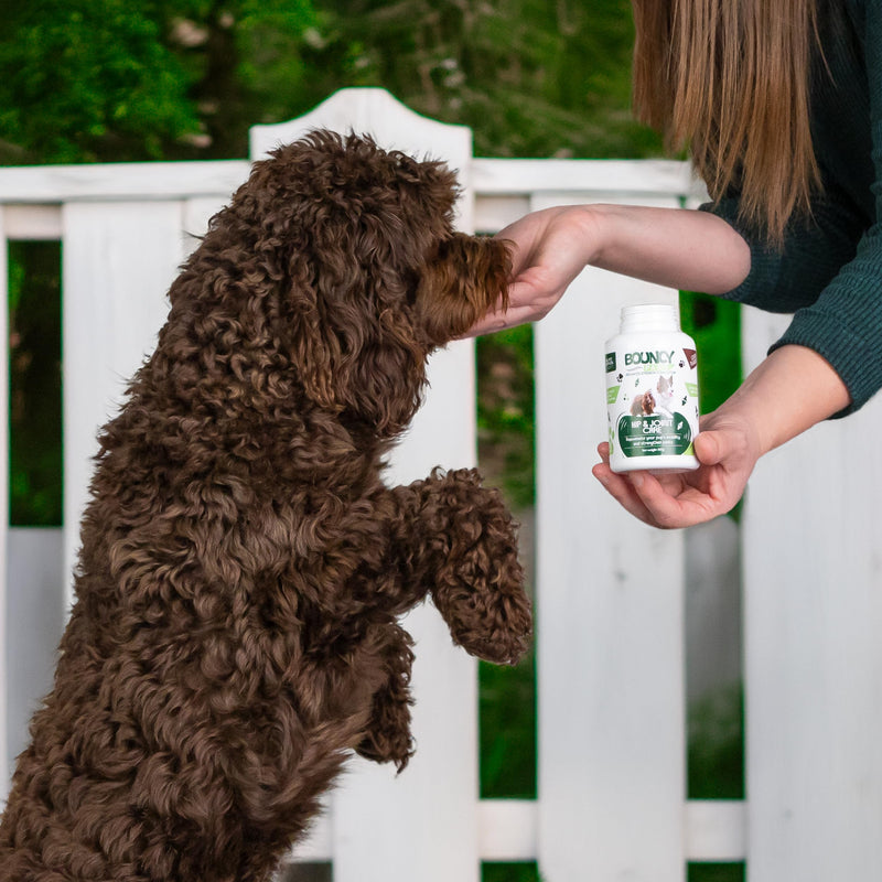 Joint Supplements for Dogs - 90 Tablets Green Lipped Mussel for Dogs, Senior Dog Joint Supplements, Advanced Strength Dog Arthritis Pain Relief with Turmeric, Glucosamine and Chondroitin - Made In UK