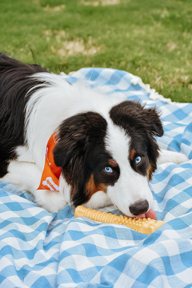 Nylabone Power Chew Textured Femur Bone Chew Toy for Dog, Indestructible Dog Toys for Aggressive Chewers Large Breed, Peanut Butter Flavor, X-Large/Souper (1 Count) X-Large/Souper (1 Count) - BeesActive Australia