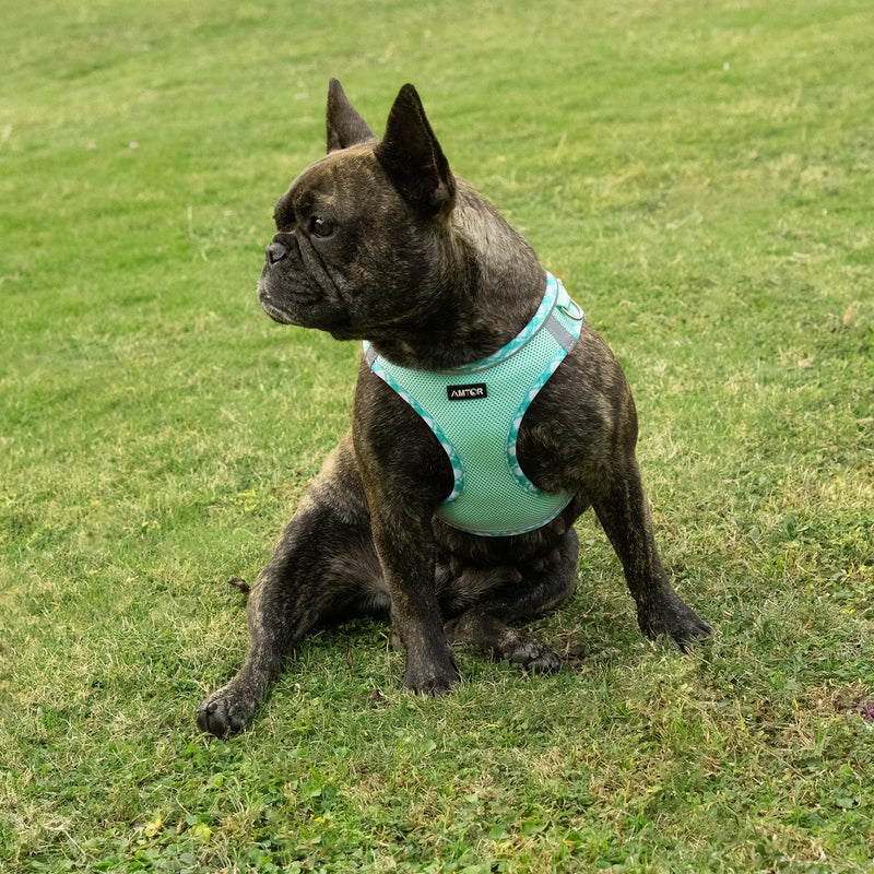 AMTOR Small Dog Harness with Leash Set, No Escape Easy Walk Puppy Harnesses for Training Walking, Step-in Reflective Soft Dogs Vest for XS S Medium Extra-Small Large Sized Dog(Green,S) Small(Chest:13"-15") Green - BeesActive Australia