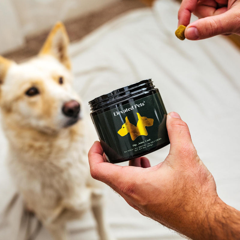 Ultra-Healthy Omega 3 Fish Oil Treats w/MSM, Glucosamine, Chondroitin, EPA/DHA for Dogs: Elevated Pets Fish Oil, Turmeric & Joint Supplement + Allergy Chews - Ultimate Dog Vitamin Supplement - PawsPlanet Australia