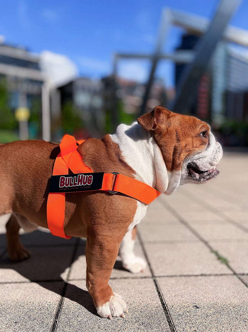 BULLHUG Harness – Made for Larger Chested Dogs Like English Bulldogs, French Bulldogs, Pugs & More. Stops Dogs from Pulling & Choking on Walks (NEON Orange, Medium) NEON ORANGE Medium - (Neck: 16" - 21" Chest: 25" - 30") - BeesActive Australia