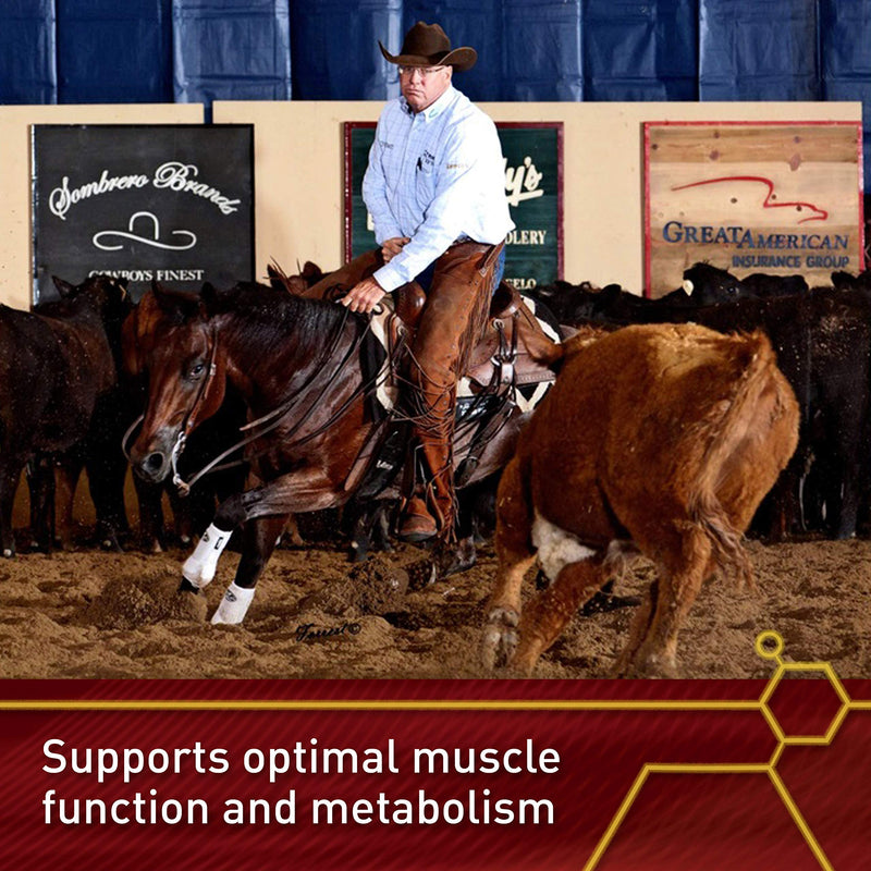Pro Horse Lactanase Pre Performance Supplement, Show Safe, Single Serve Packet - BeesActive Australia