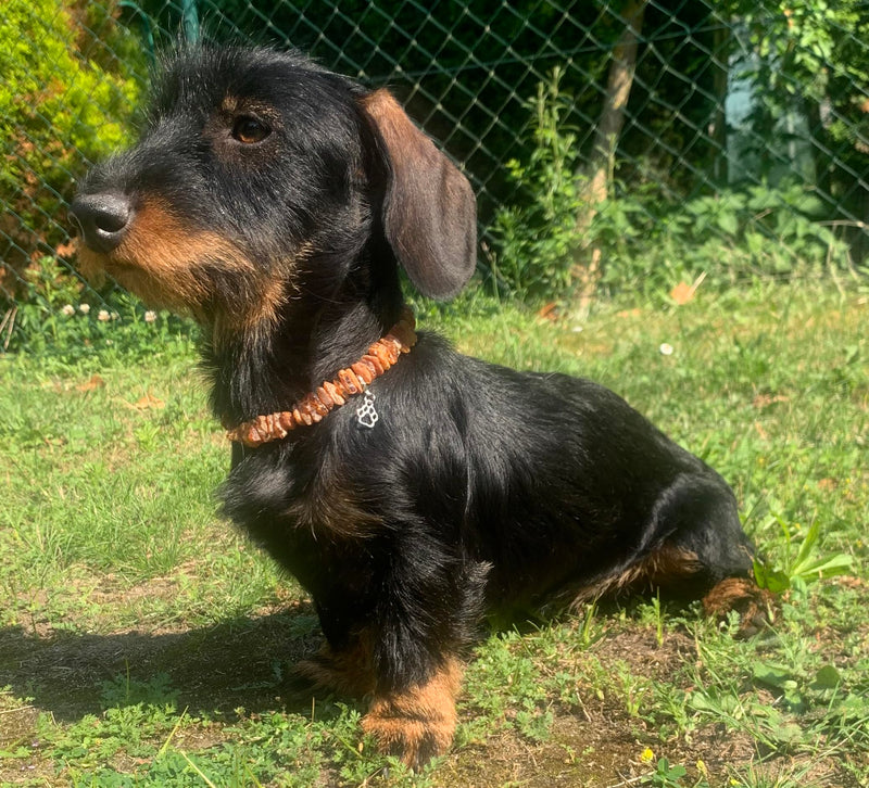 TOPAZ® amber necklace length 30 cm dog against ticks and fleas tick protection dog - BeesActive Australia