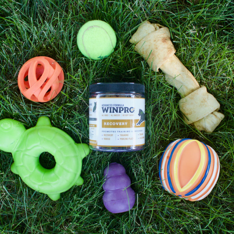 WINPRO Recovery Chews for Dogs, Plasma-Powered for Active Dogs, Immune System Support, and Dog Training Support for Competition and Sport Muscle Recovery and Agility, 60 Count, Made in USA - PawsPlanet Australia