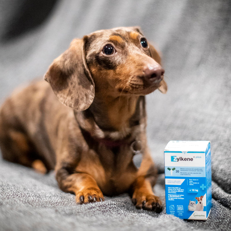 CentroVete Zylkene Plus for Dogs and Cats Weighing Under 10kg, 30 CPS, Helps Relax Dog and Cat with Recurring Discomfort - BeesActive Australia