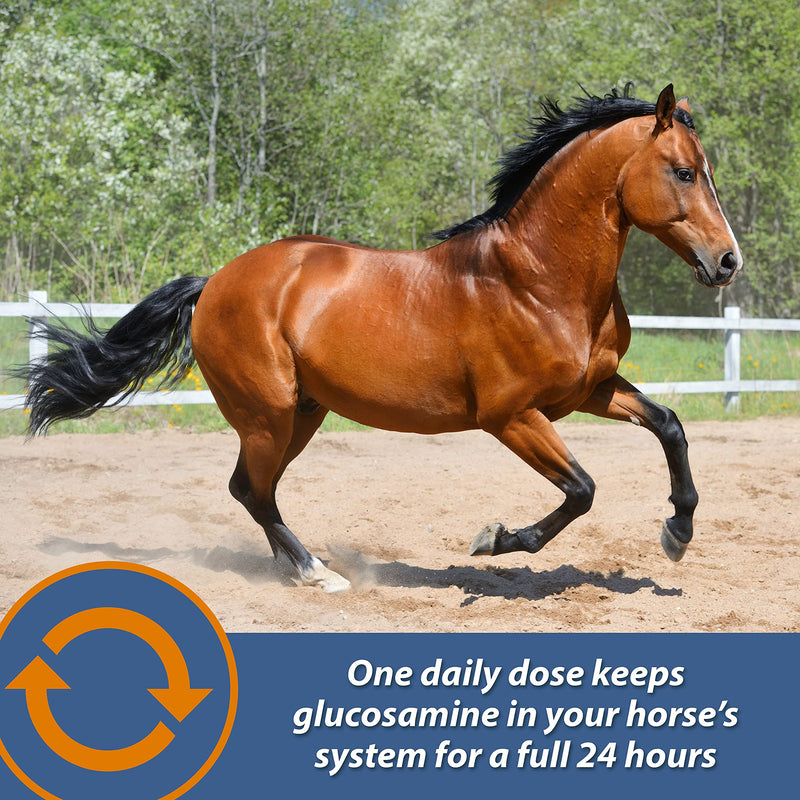 Farnam MaxFlex XR Extended Release Joint Supplement for Horses, Provides a continuous supply of joint health ingredients for 24 hours, 0.9375 pound, 30 Day Supply - BeesActive Australia