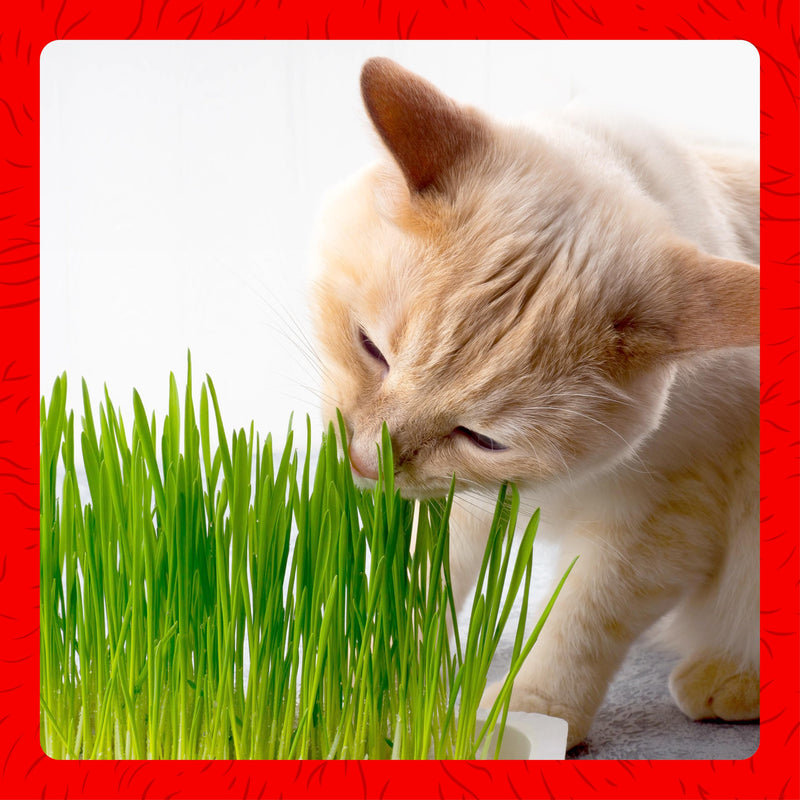 Miracle Care Cat A'bout Cat Grass Kit for Indoor Cats, 5.25 Ounce, Hairball Control, Anti-Inflammatory, Improves Digestion and Metabolism 5.25 Ounce (Pack of 1)