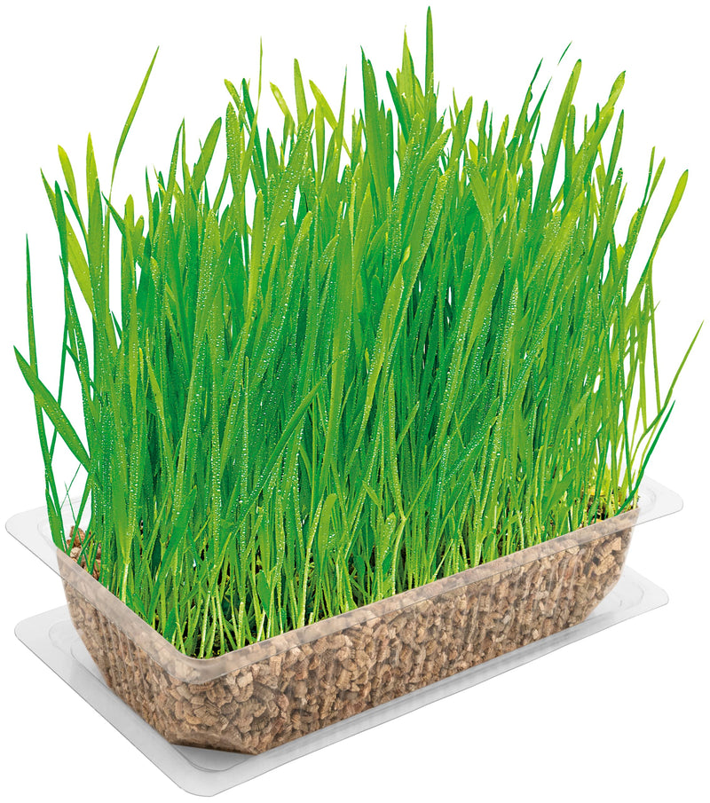 Vitakraft Cat Grass, fresh cat grass, fully grown cat grass, with vitamins and minerals (1x 120g) - BeesActive Australia
