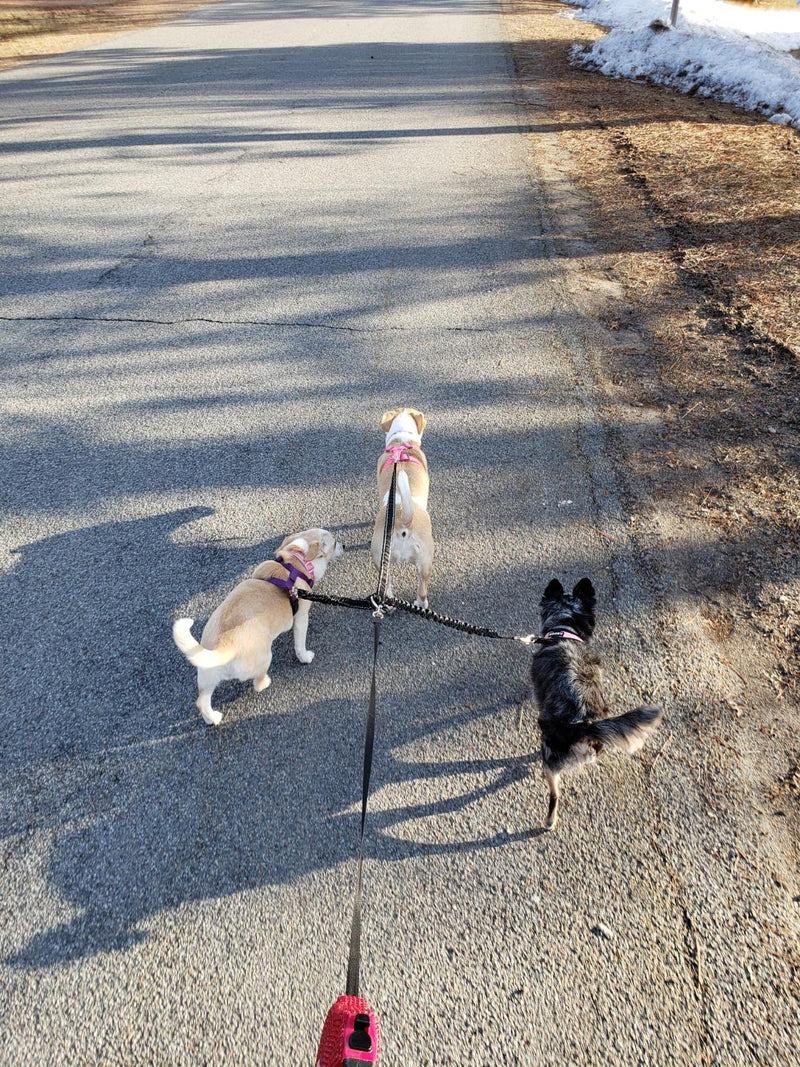 3 Way Dog Leash Coupler Heavy Duty No Pull Multiple Double Tangle Free Trio Nylon Bungee Cord Stretchy Sturdy Pups Lead for Small Medium Dogs Training Walking Doggy Puppy - BeesActive Australia