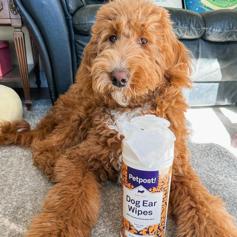 Petpost | Large Dog Ear Cleaner Wipes - Ultra Soft XL Cotton Pads in Coconut Oil Aloe Solution - Remedy for Dog Ear Rinse & Cleanser 60 ct. - PawsPlanet Australia