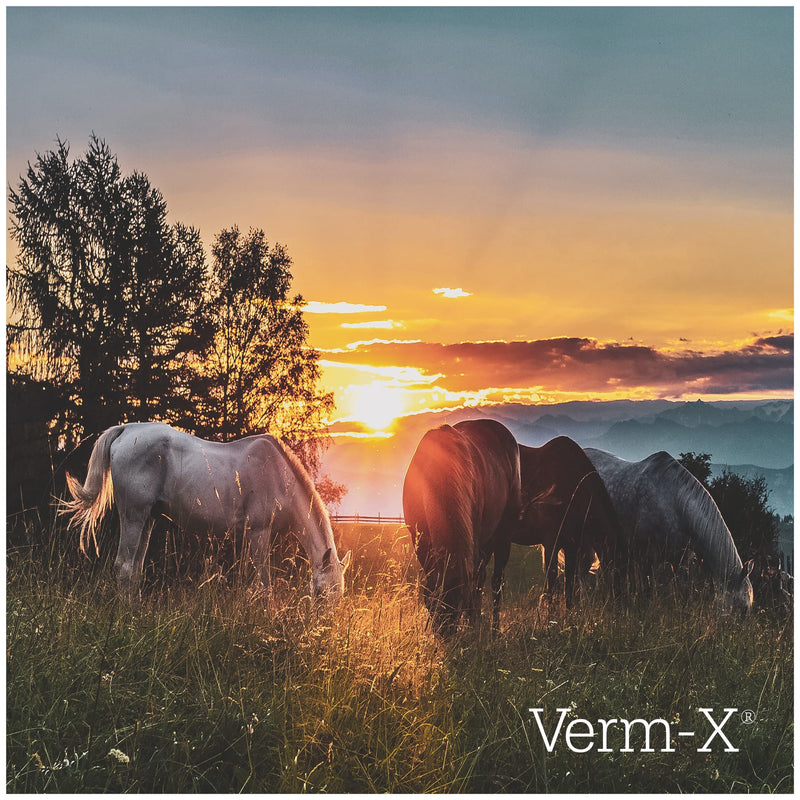 Verm-X All Natural Powder for Horses and Ponies. Supports Intestinal Hygiene. Vet Approved. UFAS Assured. Restores and Maintains Gut Vitality. Wormwood Free Recipe.