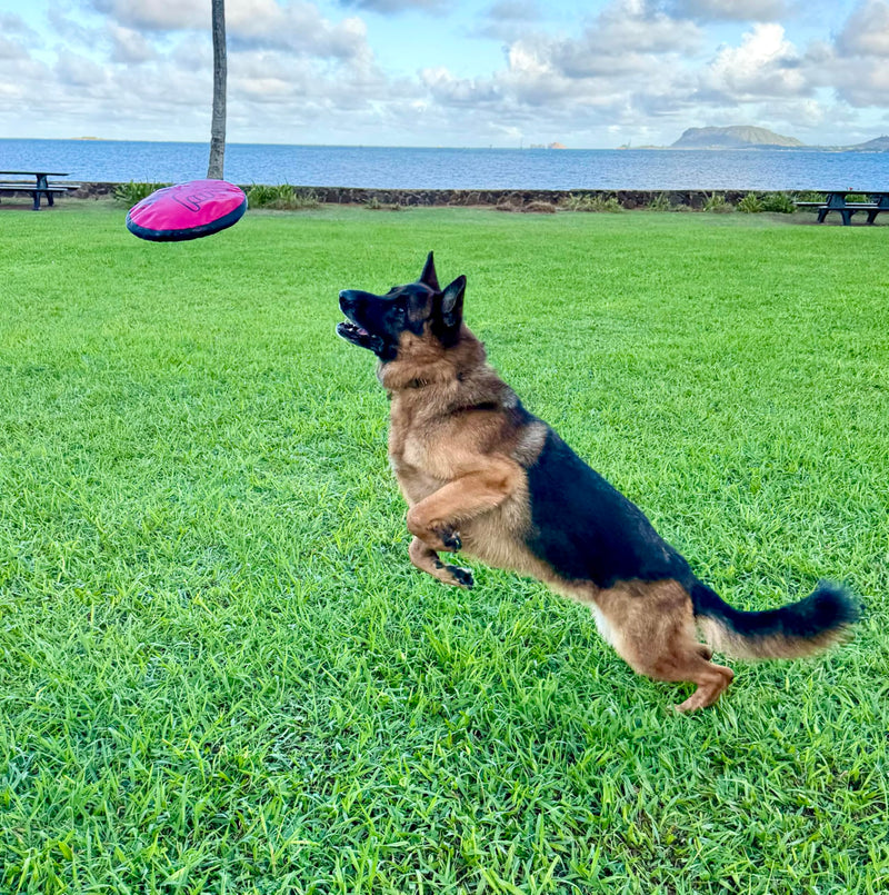 ZippyToss Flying Interactive 9" Dog Disc and Fetch Toy – Floats in Water & Safe on Teeth (Multi-Color, 5 Pack) Multi-Color - BeesActive Australia
