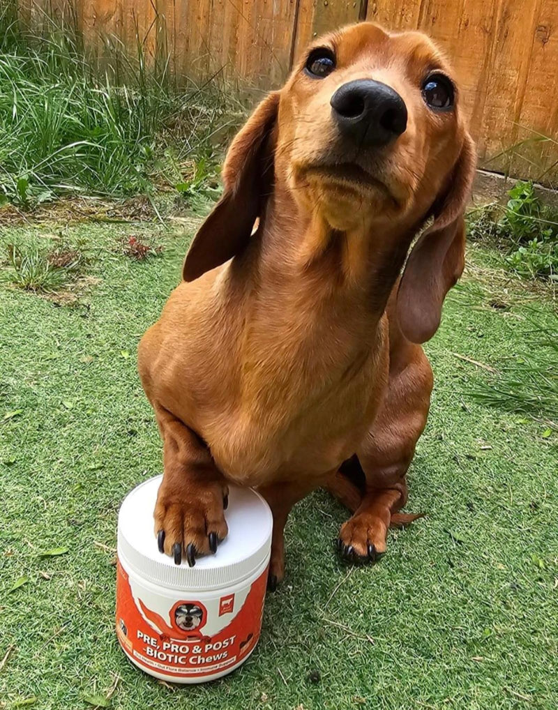 Daily Probiotics for Dogs - 120 Beef Flavored Soft Chews with Natural Pumpkin Powder for Healthy Gut & Sensitive Tummy. Reduces Scooting, Loose Stools, Smelly, Itchy Ears for Small, Medium, Large Dogs