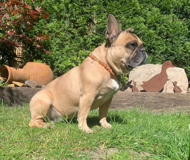 TOPAZ® amber necklace length 30 cm dog against ticks and fleas tick protection dog - BeesActive Australia