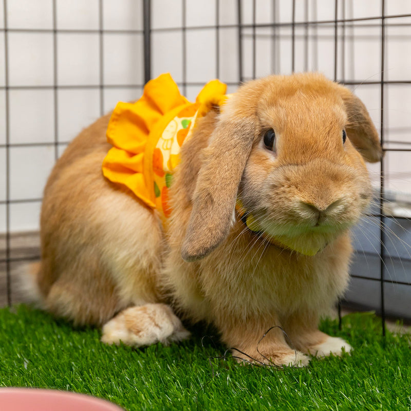 Rabbit Harness and Leash for Walking Escape Proof - Cute Carrot Pattern Mesh Breathable Bunny Vest Harness Outdoor Camping Hiking Training - Also Suit for Ferret Kitten Puppy Small Animals S (neck:5.5"-7" chest:7"-9.8") Yellow - BeesActive Australia