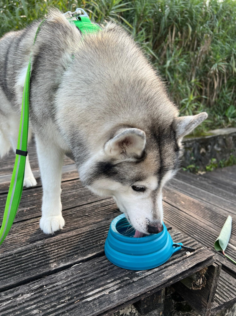 OHMO-Collapsible Dog Water Bowl Anti Tip Over No Spill from Car Movement(24oz Medium, Peacock Blue), Travel Dog Bowls, Less Splash Portable Pet Bowl for Road Trip, Cat Travel Accessories 24oz - BeesActive Australia