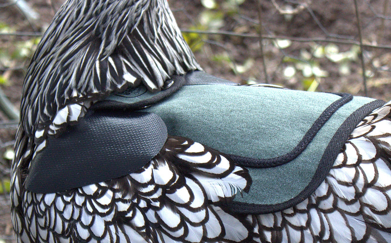 DOWN UNDER OUTDOORS 2 Pack Small Chicken Saddles for Bantams and Young Birds, Includes Shoulder Covers (Teal) teal - PawsPlanet Australia