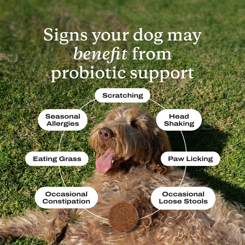 PetLab Co. Probiotics for Dogs - Support Gut Health, Occasional Diarrhea, Digestive Health, Paw Licking & Seasonal Allergies - Pork Flavor - 30 Soft Chews - Formulated for Small Dogs