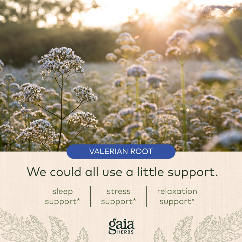 Gaia Herbs Valerian Root - Natural Sleep Support for a Natural Calm to Help Relaxation to Prepare for Sleep - with Organic Valerian Root Extract - 60 Vegan Liquid Phyto-Capsules (30-Day Supply) Standard Packaging - BeesActive Australia
