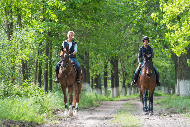 MEGA ASHWAGANDHA + Equine Calming Supplement with Ashwagandha, Adaptogenic Herbs, B-Vitamins for a Calmer more Focused Horse