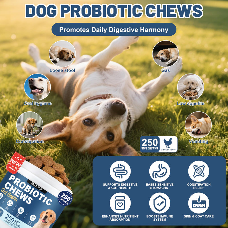 Probiotics for Dogs, Dog Probiotics Chews for Digestive Health & Gut Health, Improve Immune System,Constipation & Diarrhea Relief(Chicken Flavor, 250 Chews) 250 CHEW
