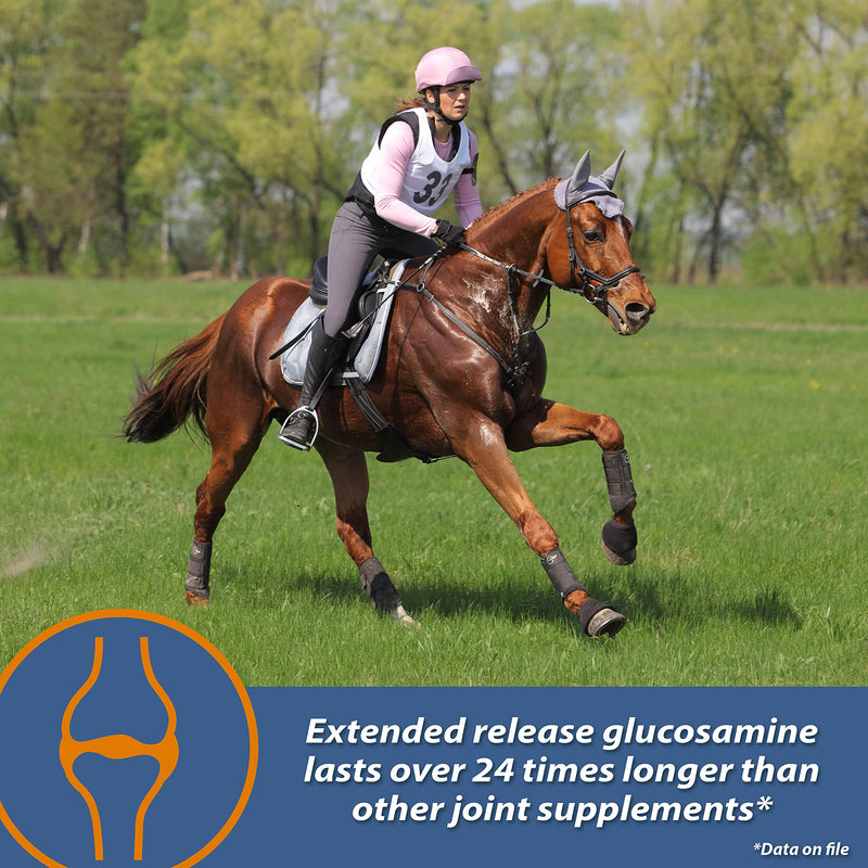 Farnam MaxFlex XR Extended Release Joint Supplement for Horses, Provides a continuous supply of joint health ingredients for 24 hours, 0.9375 pound, 30 Day Supply - BeesActive Australia
