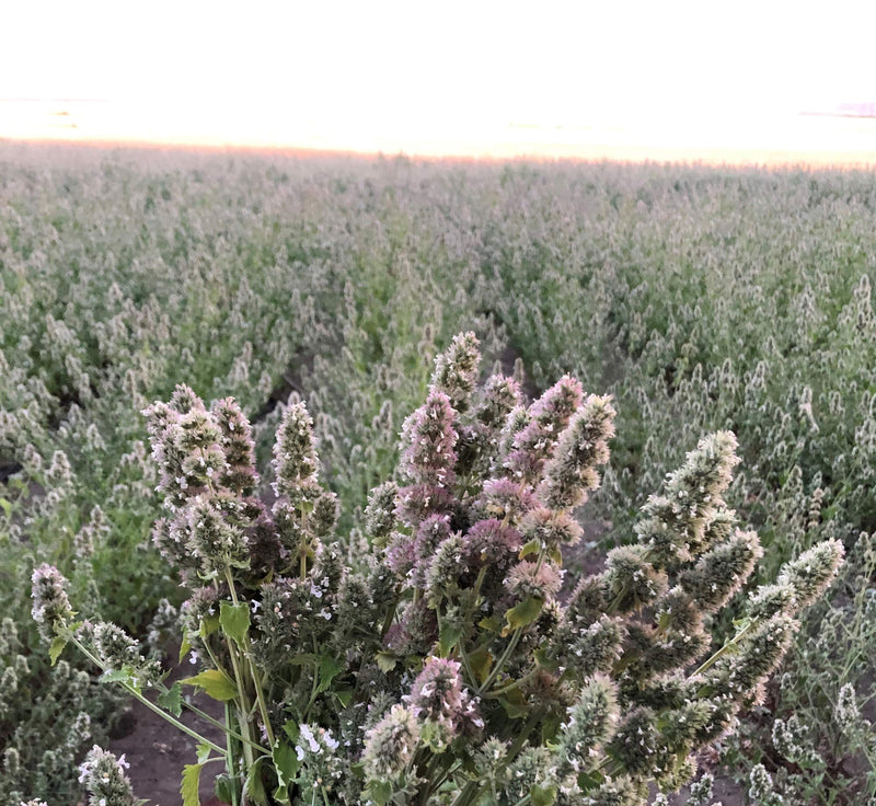 From The Field Ultimate Blend Silver Vine/Catnip, 57 ml, Red 2 oz/medium - BeesActive Australia