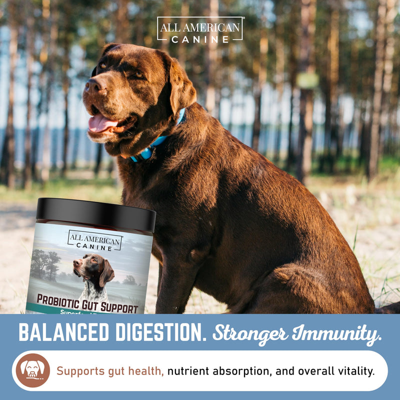 All American Canine Complete Probiotic Gut Support - Prevents Digestive Gut Health, Boosts Immune System - Blend Helps Prevent Digestive Issues Diarrhea, Constipation, & Inflammatory 90 Serving - 5oz