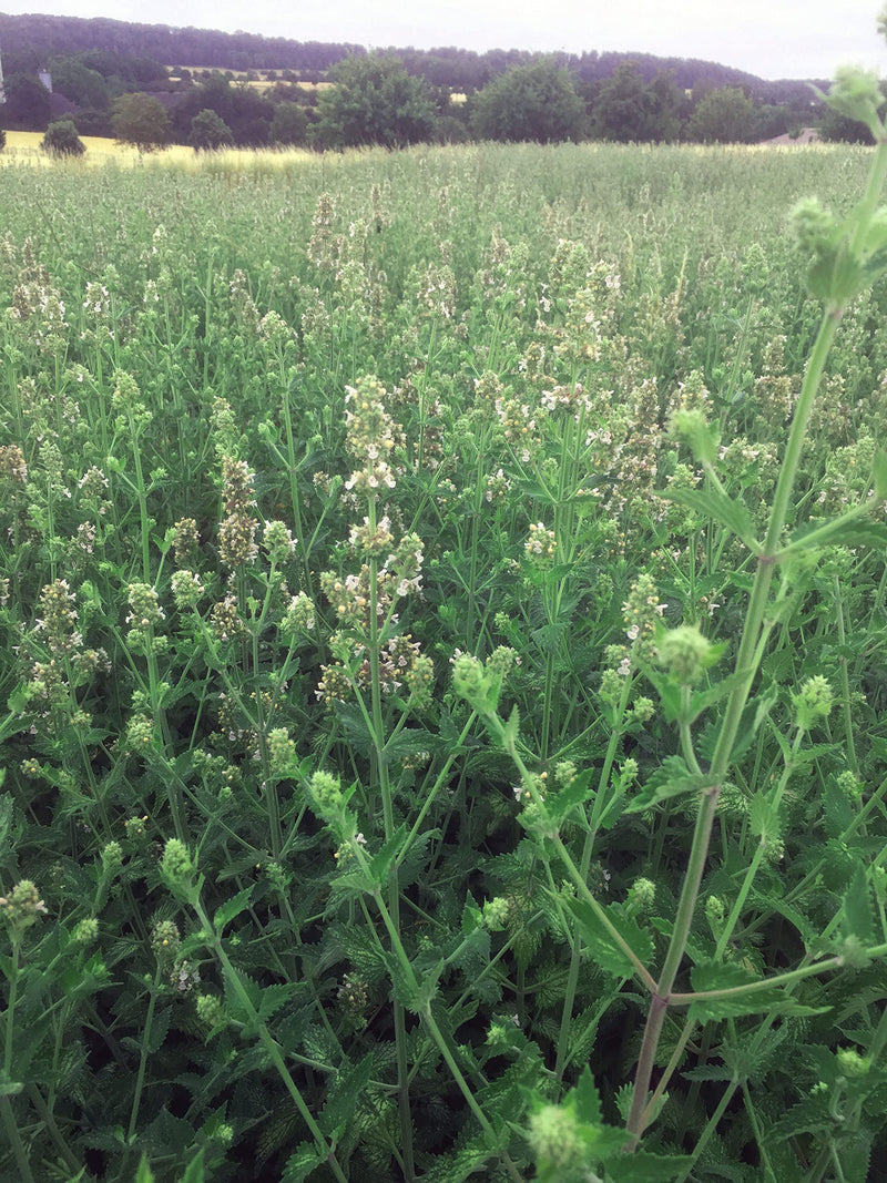 Local herb catnip from German cultivation, gently dried and cut - BeesActive Australia